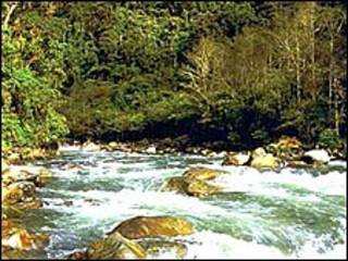 Parque Nacional de Yasuní, en Ecuador. Gentileza de Iniciativa Yasuní-ITT