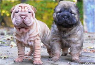 Perros Shar Pei
