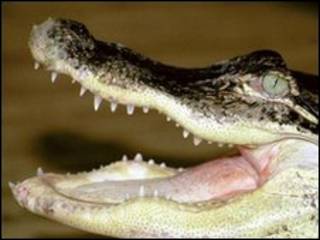 buaya