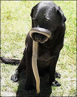 O cão Brandon, com a cobra enrolada no focinho (Foto: Deborah Allen)
