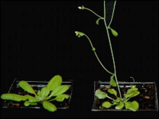 Plantas en el laboratorio