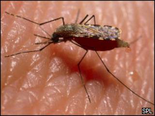 Mosquito Anófeles