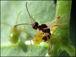 Avispa parasitaria