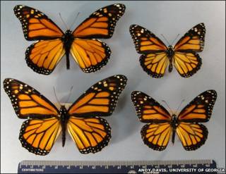 Diferencias de tamaño de mariposas monarca