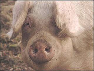 Porco (arquivo)