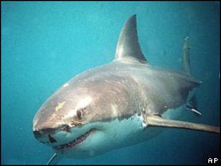 Tiburón blanco