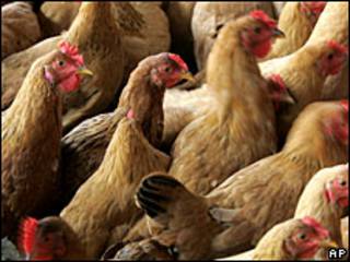 Pollos en China