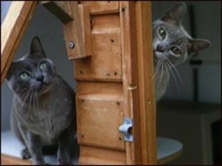 宠物猫