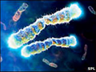 保护人体内脆弱的染色体物质“端粒”(telomeres)
