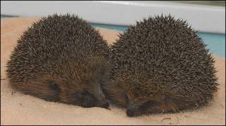 Porcos espinhos (Foto: Cortesia Scottish SPCA)
