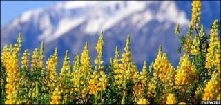 Paisaje de flores