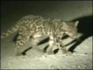 Leopardo nebuloso de Sundaland (Foto: A Wilting/A Mohamed/Cat News)
