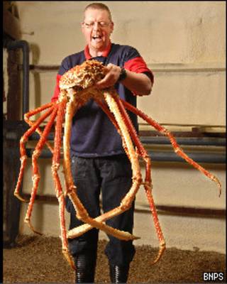 Funcionário do aquário de Birmingham com o 'crabzilla'