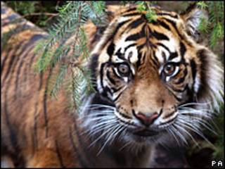 Tigre