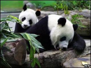 Imagem de arquivo mostra dois pandas gigantes chineses (AFP, 24 de janeiro de 2009)