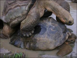 Tartarugas em Zoo de Londres