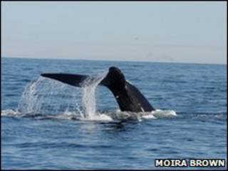 Ballena