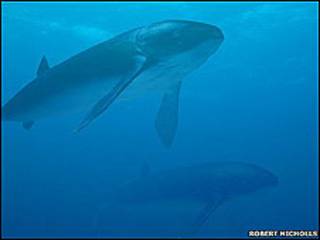 Leedsichthys (Foto: Robert Nicholls)