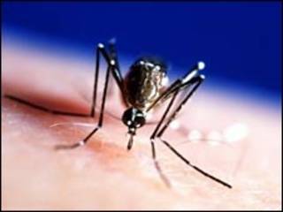 Mosquito (arquivo)