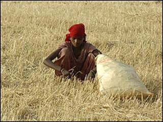 agricutlure