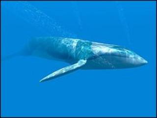 Baleia Azul (arquivo)
