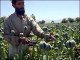د کوکنارو کرونده