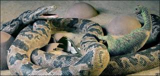 Reconstrucción de ataque de serpiente contra dinosaurio recién nacido