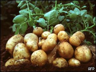 Papas Amflora