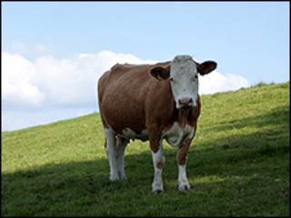 Vaca en el prado