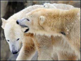 Knut e a 'namorada' Giovanna (Foto: AFP)