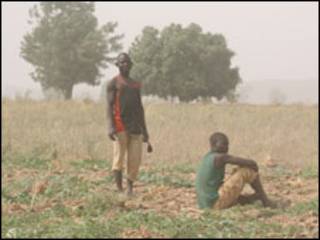 Wasu manoma a jihar Kano, Nijeriya