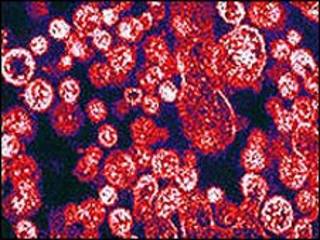 Arenavirus