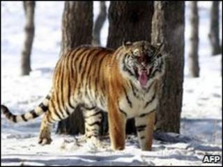 Harimau Siberia