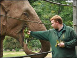 Elefante