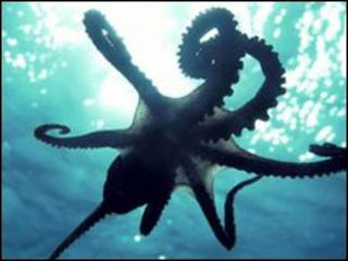 Pulpo