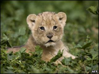 León de un mes de vida