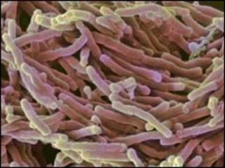 Bacteria tuberculosa