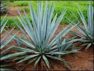 Planta de agave (FOTO: Erika Mellado-IPN)