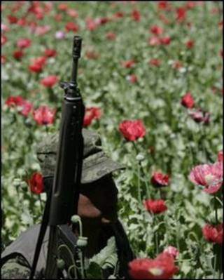 کوکنار