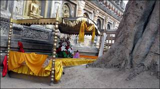 बोधिवृक्ष
