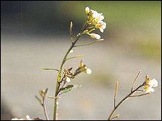Arabidopsis thaliana
