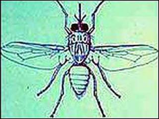 Mosca tsetse.