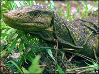Lagarto gigante