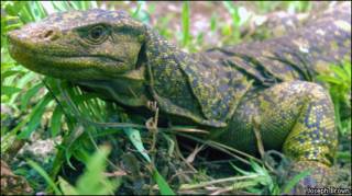 Varanus bitatawa