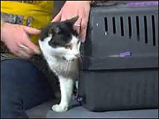 Gato 'Tigre'