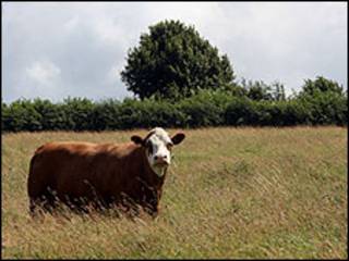 Vaca