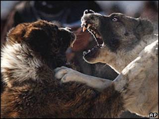 Crueldad contra animales