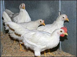 मुर्ग़ी