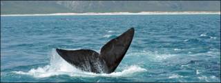 Ballena