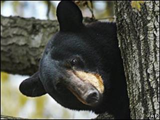 Un oso negro
